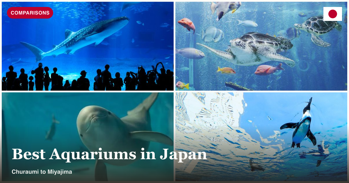 Churaumi whale shark tank, sea turtle tank, dolphin, and penguin collage