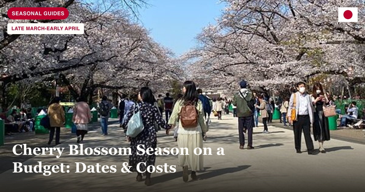 Tokyo Cherry Blossom Walking Tour photo