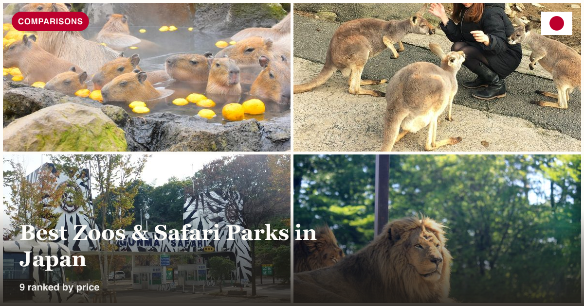 Capybara hot spring, kangaroo petting, Gunma Safari Park, and lion enclosure collage