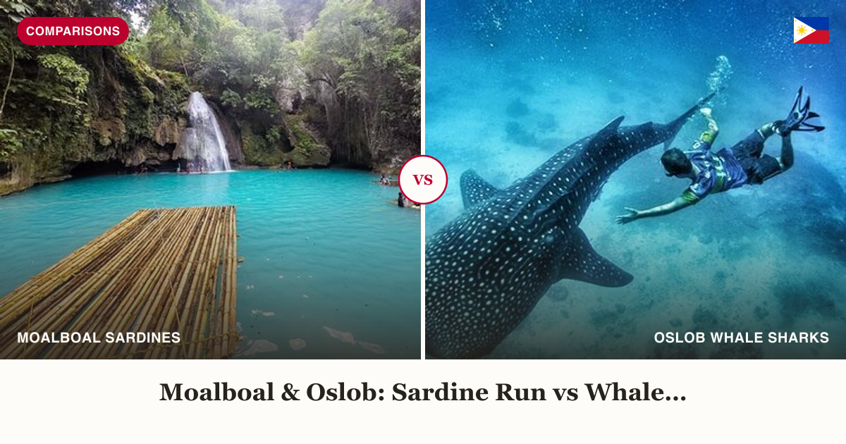Kawasan Falls canyoneering and Oslob whale shark watching split comparison